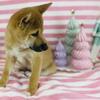 Shiba Inu puppy