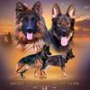 German Shepherd  Puppies AKC
