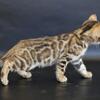TICA Rosetted Bengal Kittens
