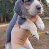 Christmas Beagle puppies Augusta ga 
