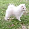 Samoyed male puppy 