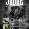  Rottweiler Stud Champion “Lex Vom Hause Edelstein” Son