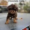 Toy poodle