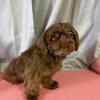* NOT FOR SALE * Akc liver Shih Tzu stud