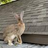 Flemish Giant Rabbits 