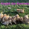AKC Golden Retriever Puppies (Coming Summer of 2025)