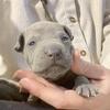 Thai Ridgeback Dog puppies looking for loving home FCI pedigree