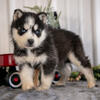 Stunning Siberian Husky Puppies