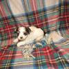 Morkie puppies (2 available)