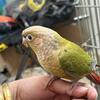 Baby conures 