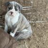 Olde English Bulldogge Puppies