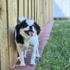 Female tri color Japanese Chin