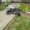 Pure breed grey cane corso pups 