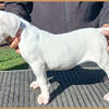 Dogo Argentino puppies for sale, born in Argentina