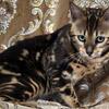 SALE Bengal Cat Marble Milo