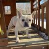 French bulldog/Frenchie puppy
