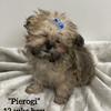 Maltipoo - Brussels Griffon puppies