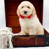 F1 Standard Male Goldendoodle Puppy ready for his forever home