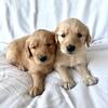 Goldendoodle Puppies!!!!