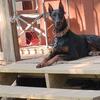 Doberman Pincher Proven Stud Service
