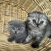 Scottish fold kittens 