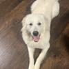 Molly Great Pyrenees 