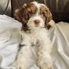 Chocolate Cavapoo female puppy 