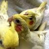 Handfed Baby Cockatiels