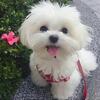 Striking And Healthy Female Maltese For Sell