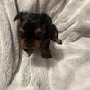 Yorkies!!!!!♥️
