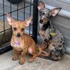 Chihuahua pups boy&girl Black Tri’s both sex fawn male can be CKC registered 