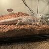Fire and ice Argentinian tegu 