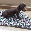 Miniature Dachshunds Puppy