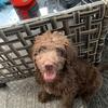 Chocolate labradoodle 