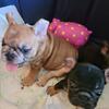 Frenchie Pups 