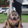 Tri XL American bully stud