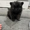 Pomeranian Puppy