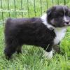 AKC & ASCA Australian Shepherd puppies. Health tested with Champion Lines.Black tri males