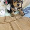 Snoopy 