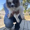 Pomeranian puppy rehoming available