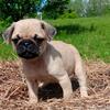 Pug Puppies 