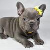 💫🐶Awesome Blue French Bulldogs Ready For Their Forever Homes🍇🍗