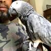 African Grey Parrot Tame And Talking
