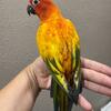 Red Factor Pied Sun Conure Babies - DNA Males - Majestat Aviary - $2500