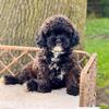 Toy Poodle