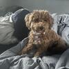Ginger 1yr old mini poodle 