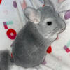 Blue diamond and angora chinchillas 