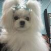 Korean Maltese - female teacup 10 months old-  3.8