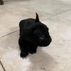 Black French bulldog puppy