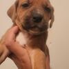 Staffordshire terrier Mixed Puppies!